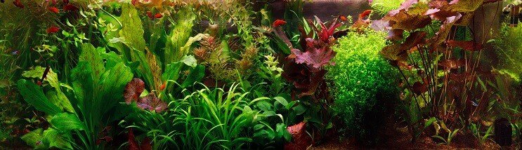 Aquascape néerlandais