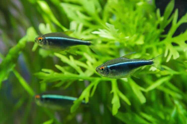 Ajouter le poisson