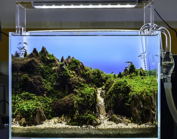 Aquarium aquascaped