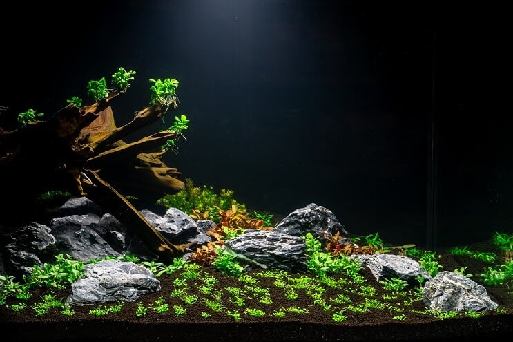 Planter l'aquarium