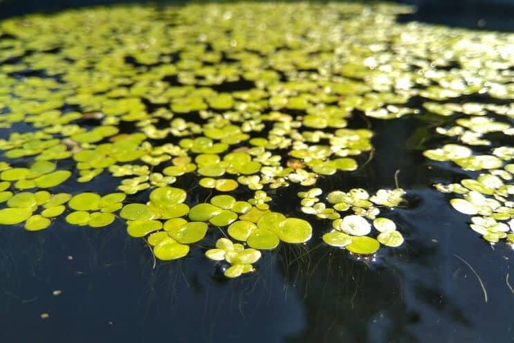 Lentilles d'eau