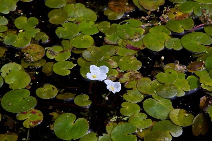 Lentilles d'eau