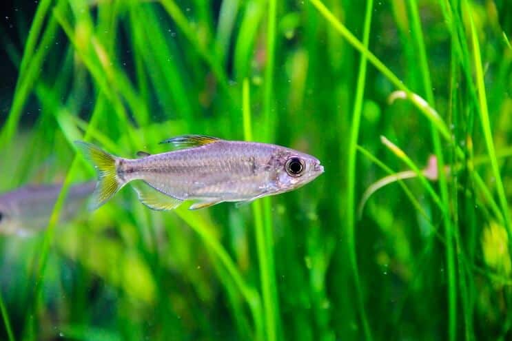 Compagnons de réservoir d'herbes naines