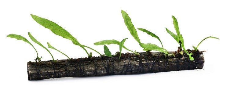 Plantation