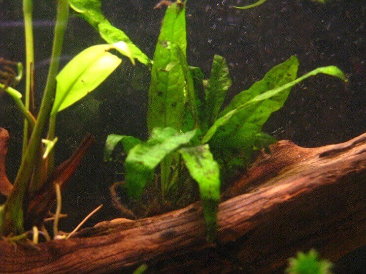 Propagation