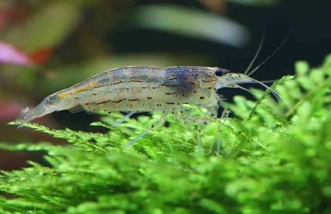 Crevettes Amano sur mousse de Java