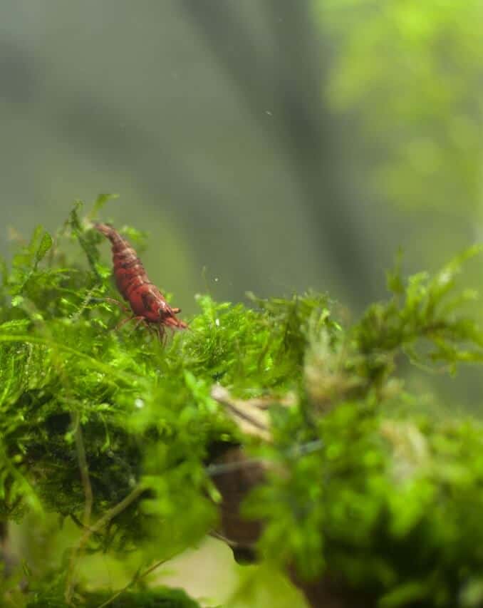 Cerise rouge sur mousse de java