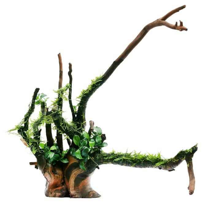 Mousse de Java et Anubias sur bois