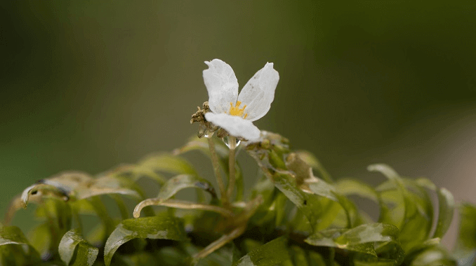 Fleur d'Anacharis