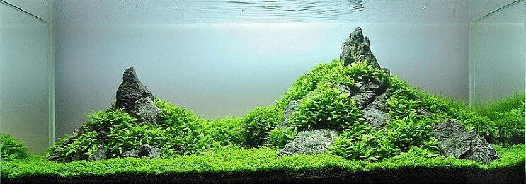Apparence de Staurogyne Repens