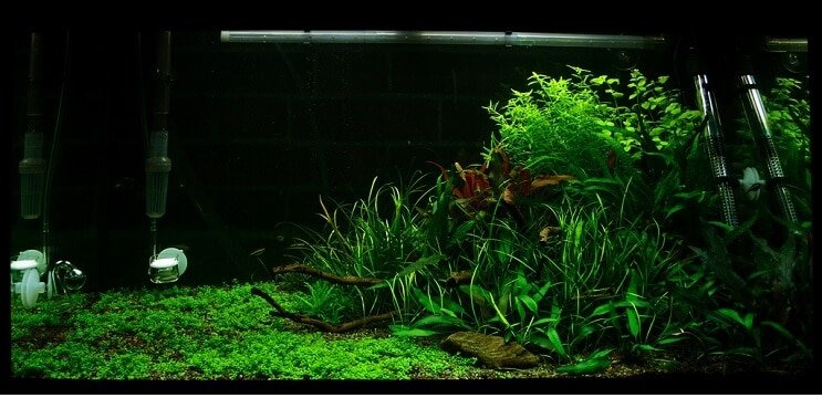 Conditions du réservoir Staurogyne repens
