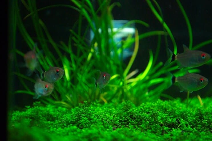 Compagnons de tank pour Staurogyne Repens