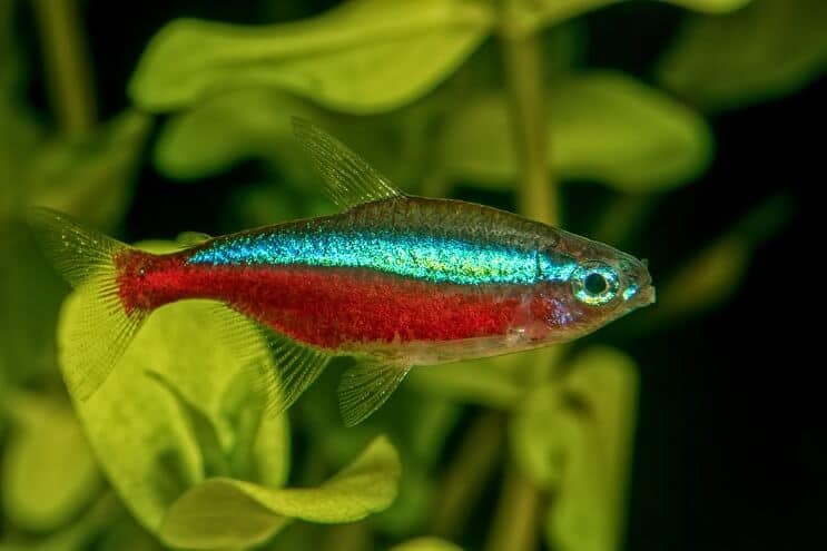 Soins des poissons Tetra