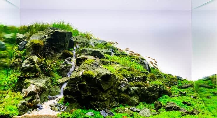 Aquascape naturel