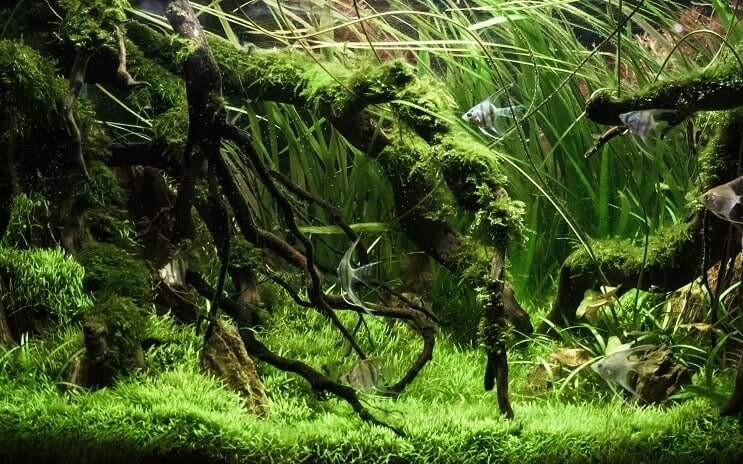 Réservoir planté