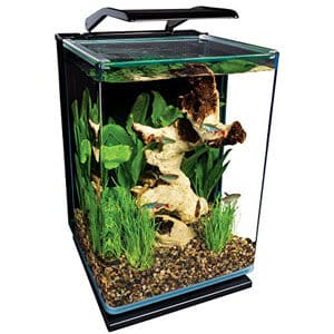 Petit aquarium idéal pour le paludarium de comptoir