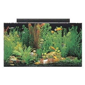 Réservoir de 50 gallons idéal pour un grand paludarium