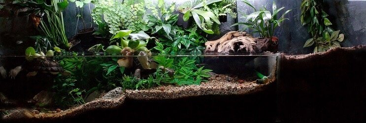 Plantes de Paludarium