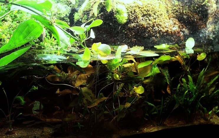 Configuration du paludarium