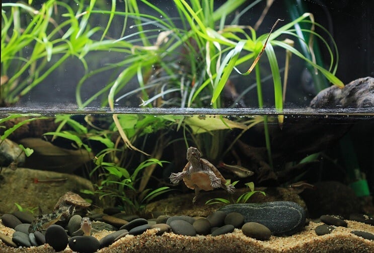 Entretien du paludarium