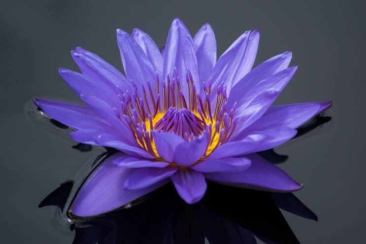 Apparence de nénuphar violet