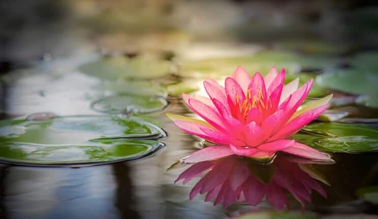 Comment planter un nénuphar