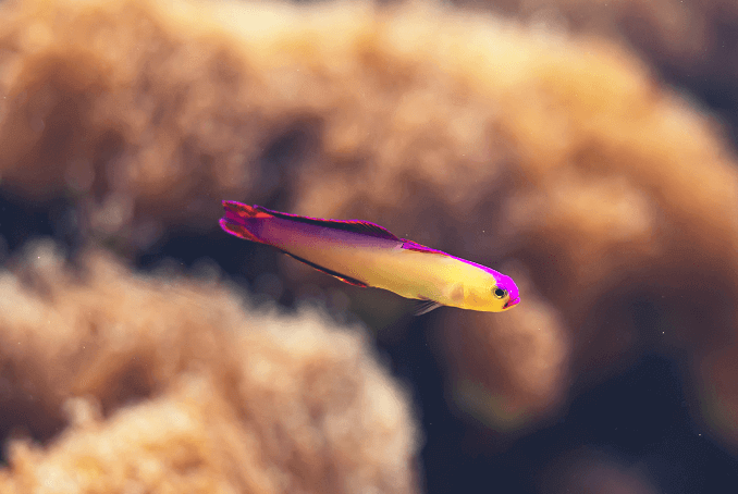 14 poissons d'eau salée populaires pour les débutants