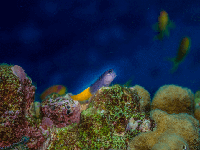 Blenny bicolore