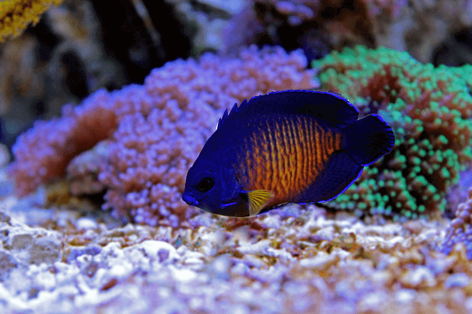 Poisson-ange Coral Beauty