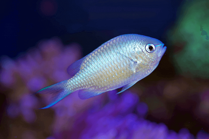 Chromis bleu-vert