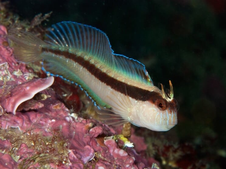 Blenny blanc