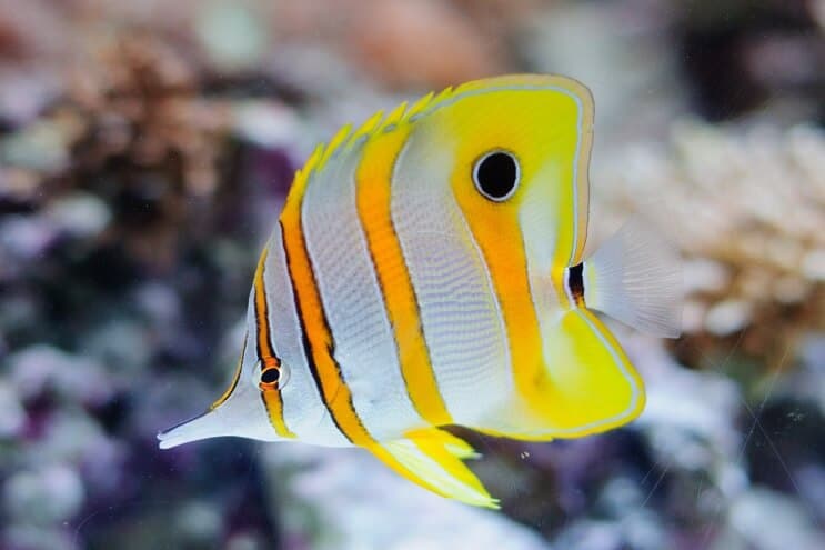 Poisson-papillon Copperband