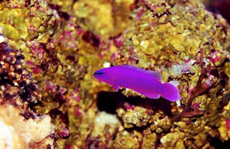 Poisson d'orchidée Dottyback