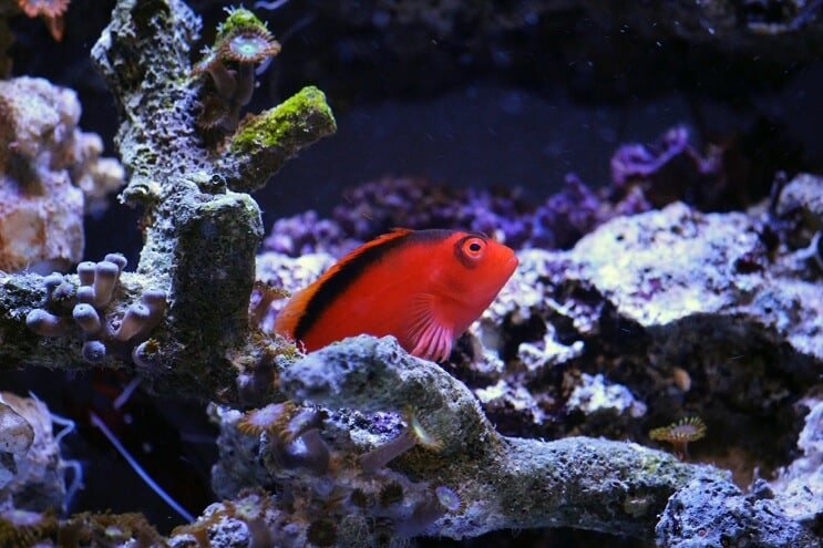 Flamme Hawkfish