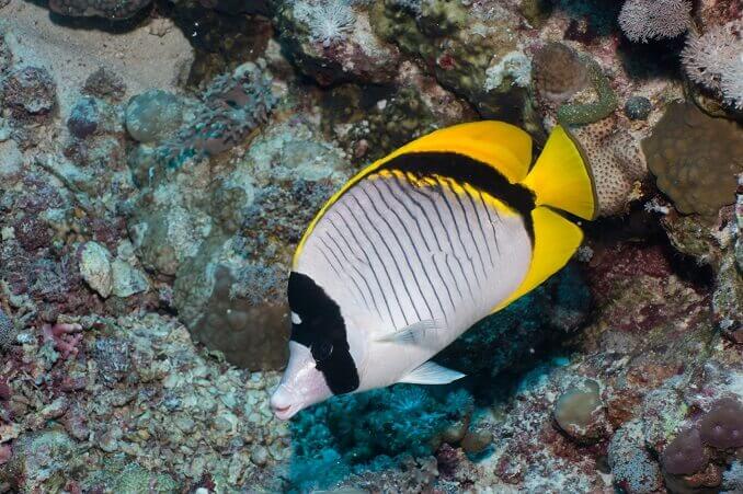 Poisson-papillon doublé
