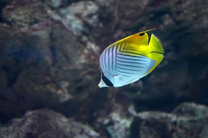 Poisson-papillon Auriga