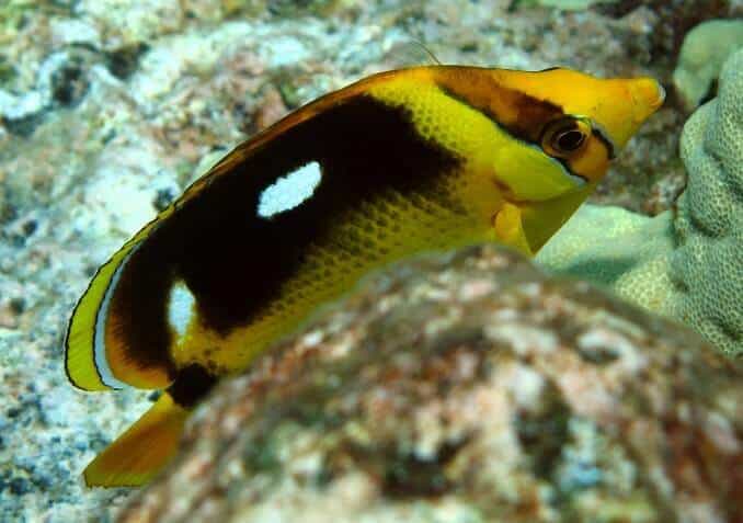 Poisson-papillon Fourspot
