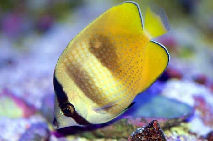 Poisson-papillon orange
