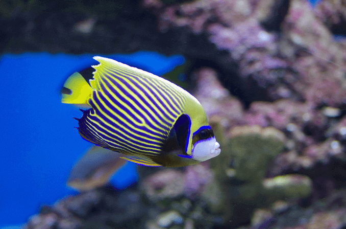 Poisson-ange empereur adulte