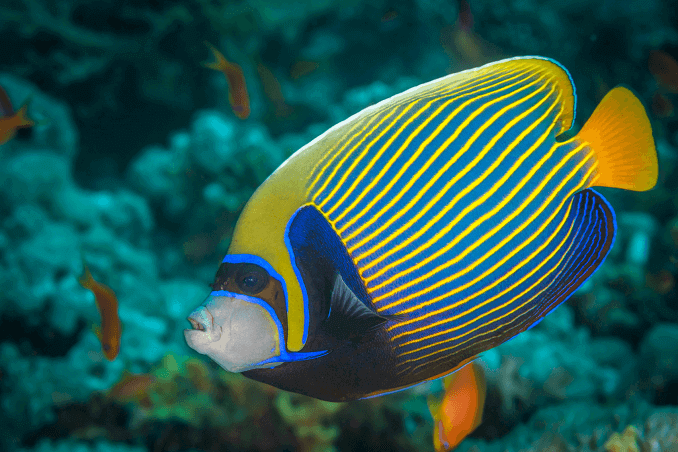 Empereur Angelfish Trois