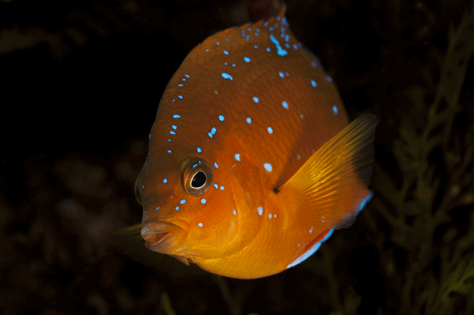 Garibaldi juvénile