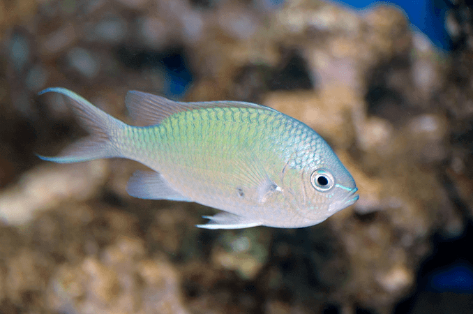 Apparence de Chromis vert