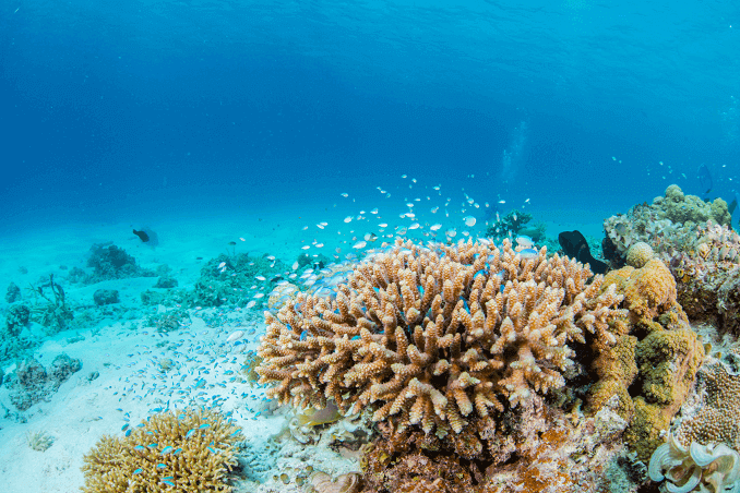 Chromis Schoal vert