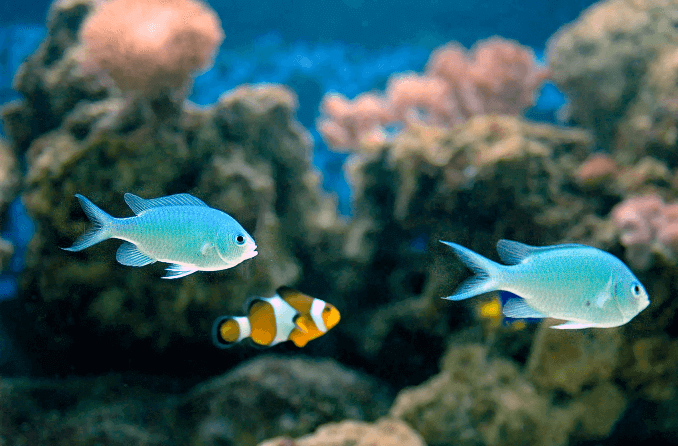 Compatibilité Green Chromis