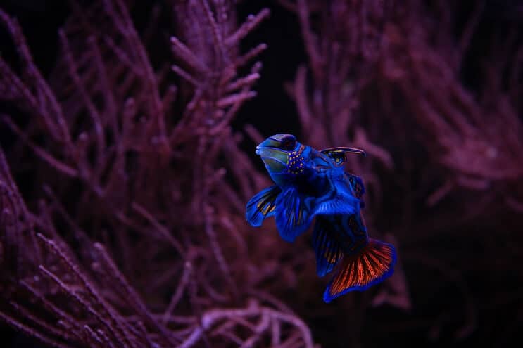 Dragonet mandarin