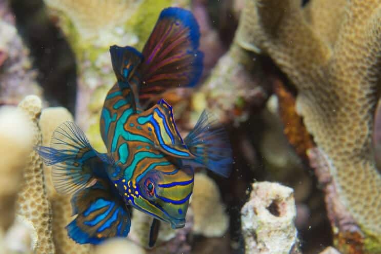 Nage de poisson mandarin