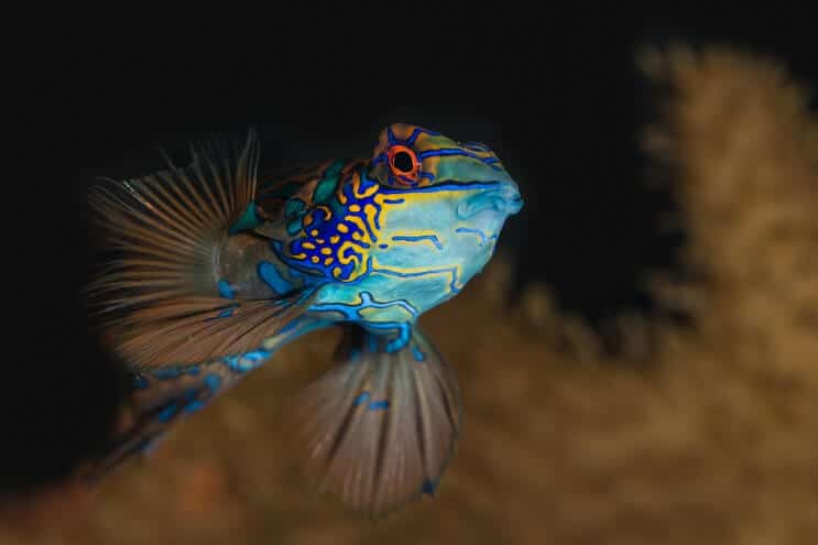 Mandarin dans l'aquarium