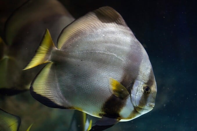 Orbiculer Batfish