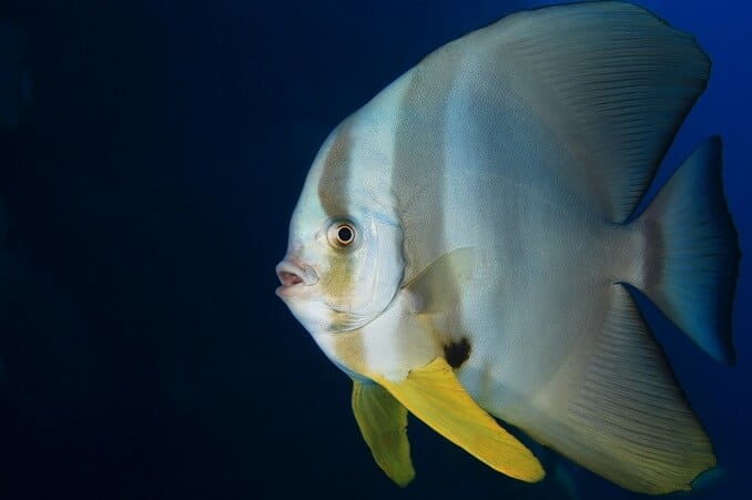 Poisson chauve-souris Teira