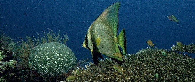 Poisson chauve-souris Pinnatus